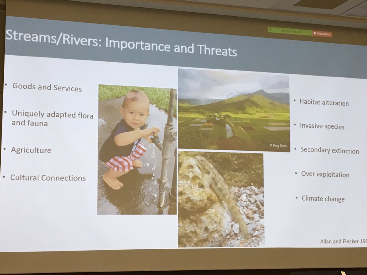 MyislandEarth's tweet photo. @kauaoa shows how our freshwater ecosystems house valuable information for efficient stream management and restoration @USFWS #NREMseminar https://t.co/sIpvHiPhps