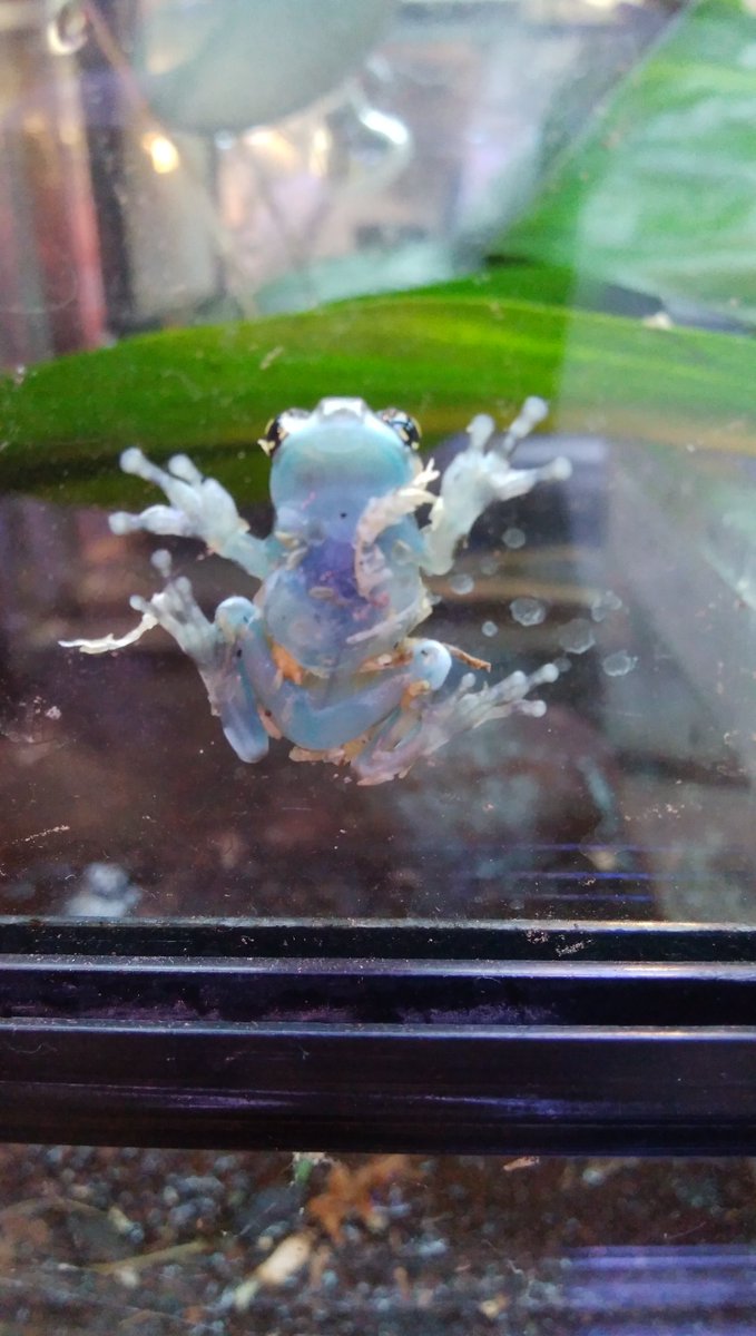 Pd熱帯魚センター小動物部 爬虫類コーナーに水色のお腹がとっても可愛いカエルさん ミルキーツリーフロッグが入荷しました 土の上にいるとパッと見どこにいるのか分からないのです Pd熱帯魚センター カエル
