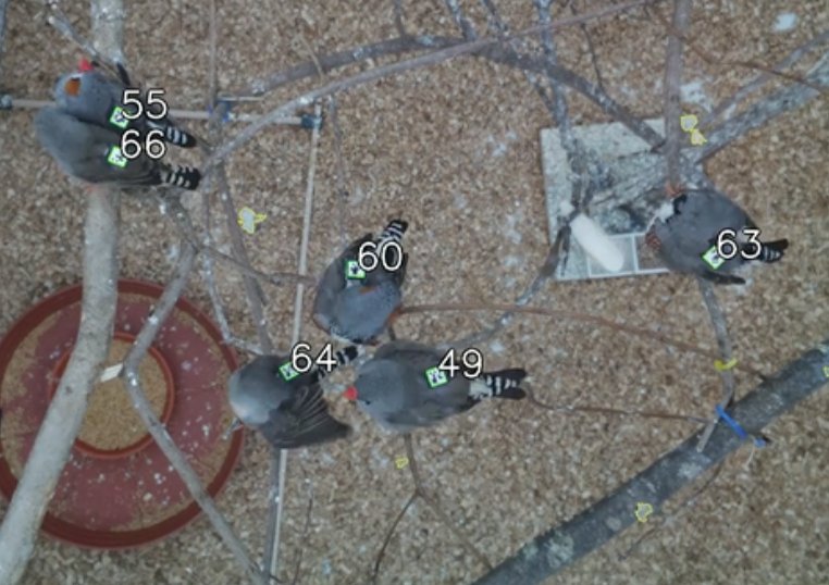 A new method for tracking the behavior of birds. My recent work with @DamienFarine lab now live on @biorxivpreprint. bit.ly/2xBihNS