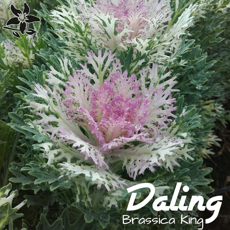 summerflowersNL's tweet photo. Brassica is niet zomaar gewoon een kooltje. Er zijn inmiddels vele mooie varianten verkrijgbaar zoals deze Brasscia King https://t.co/DiM8dyD0Dj