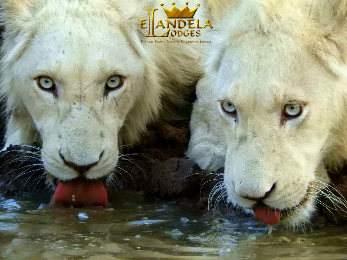 This is why the lion is king of the jungle - regal as well as royal!