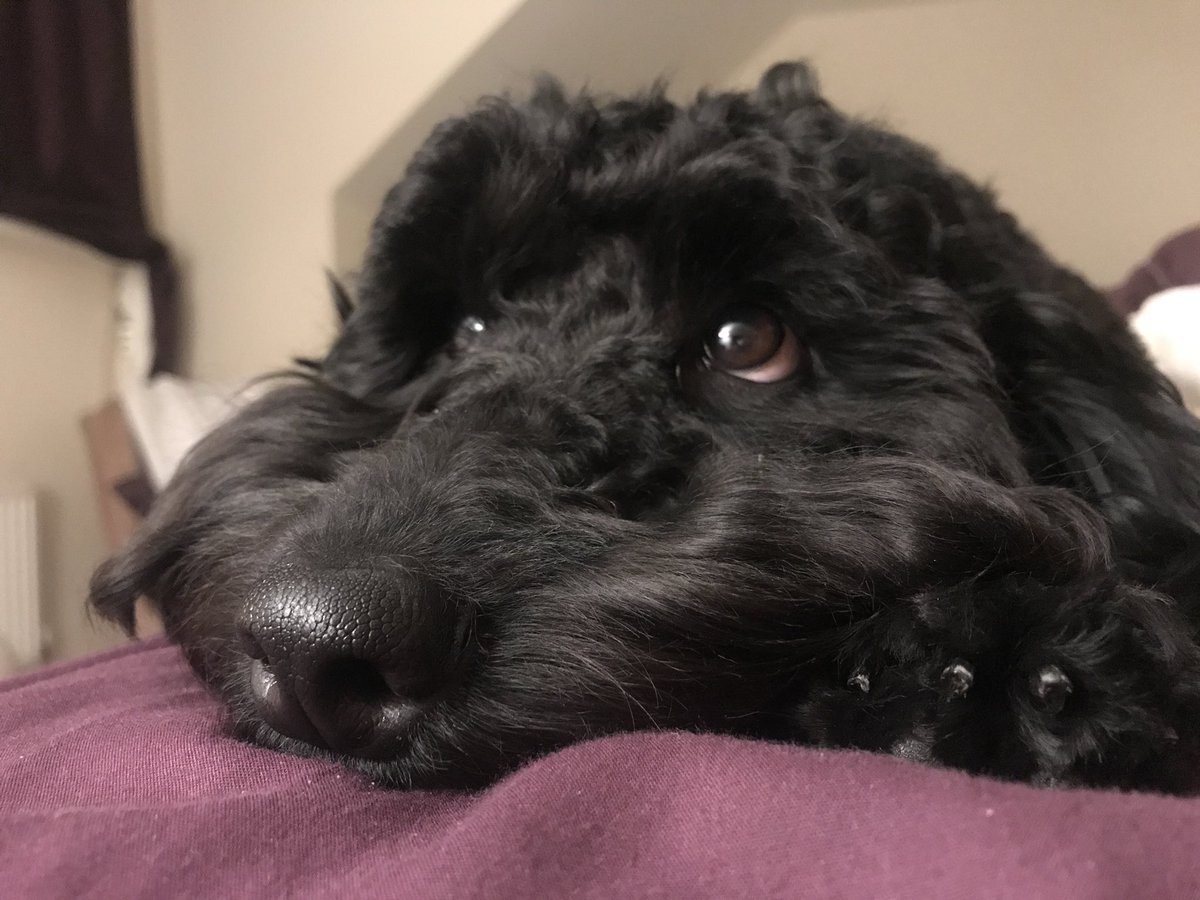 CockapooX2's tweet image. Relaxing Duvet Day before I give birth to my #cockapoopuppies #ILOVEHENRY