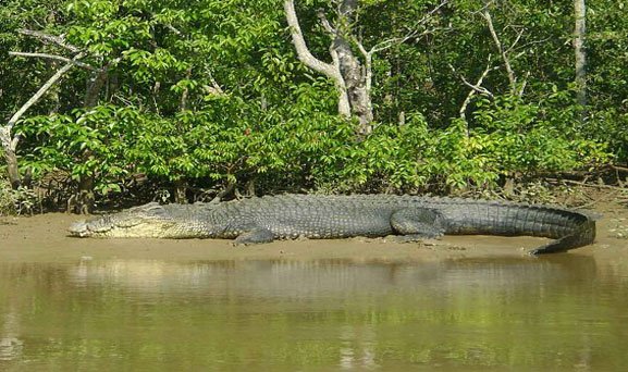 elegantjourney's tweet image. Popular amongst them are #SaltwaterCrocodile and #IndianPython. This is #BhitarKanikaNationalPark