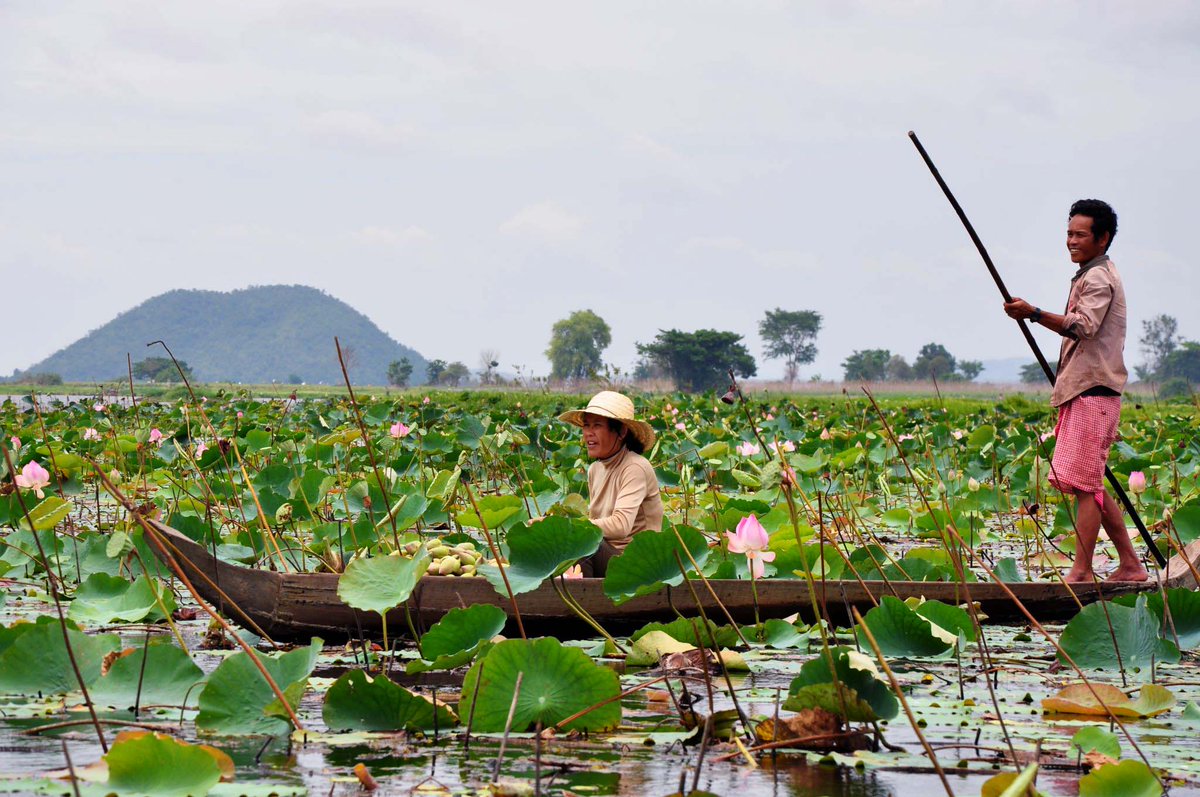 DiviniTea_Lotus's tweet photo. Hello! We are glad to join you and share with you our news stories! ​
#lotustea #divinitea #healthydrink #organictea #fairtrade #Cambodia https://t.co/OFkkzmGOMf