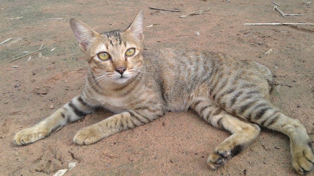 CodesCard's tweet image. youtube.com/watch?v=xKWBDG…
One day cat and fish