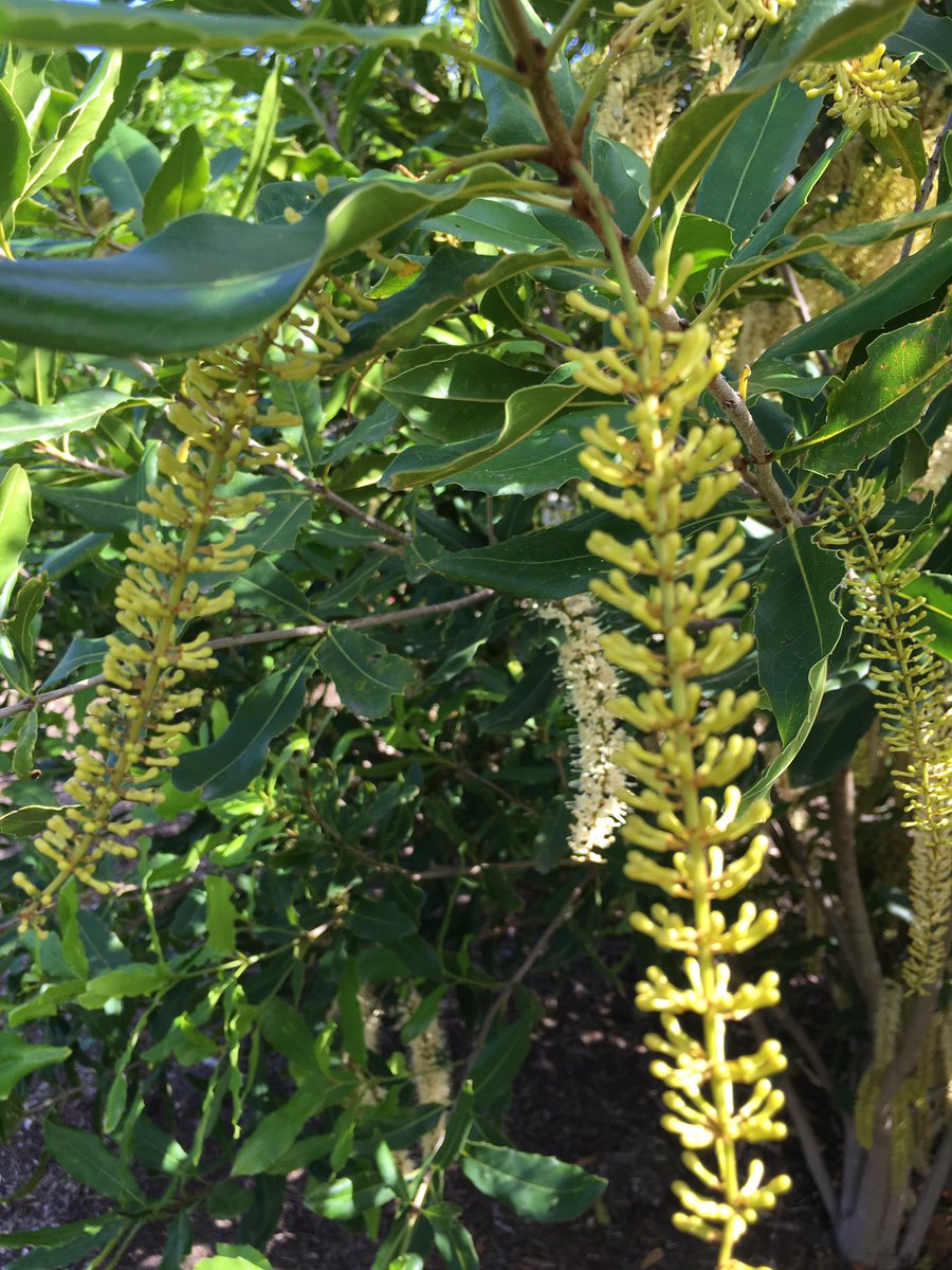 LucyASutherland's tweet image. First time I have ever seen #macadamia flower. Great to see it @BotGardensSA - #cultivar called Macadamia Hidden Valley A4