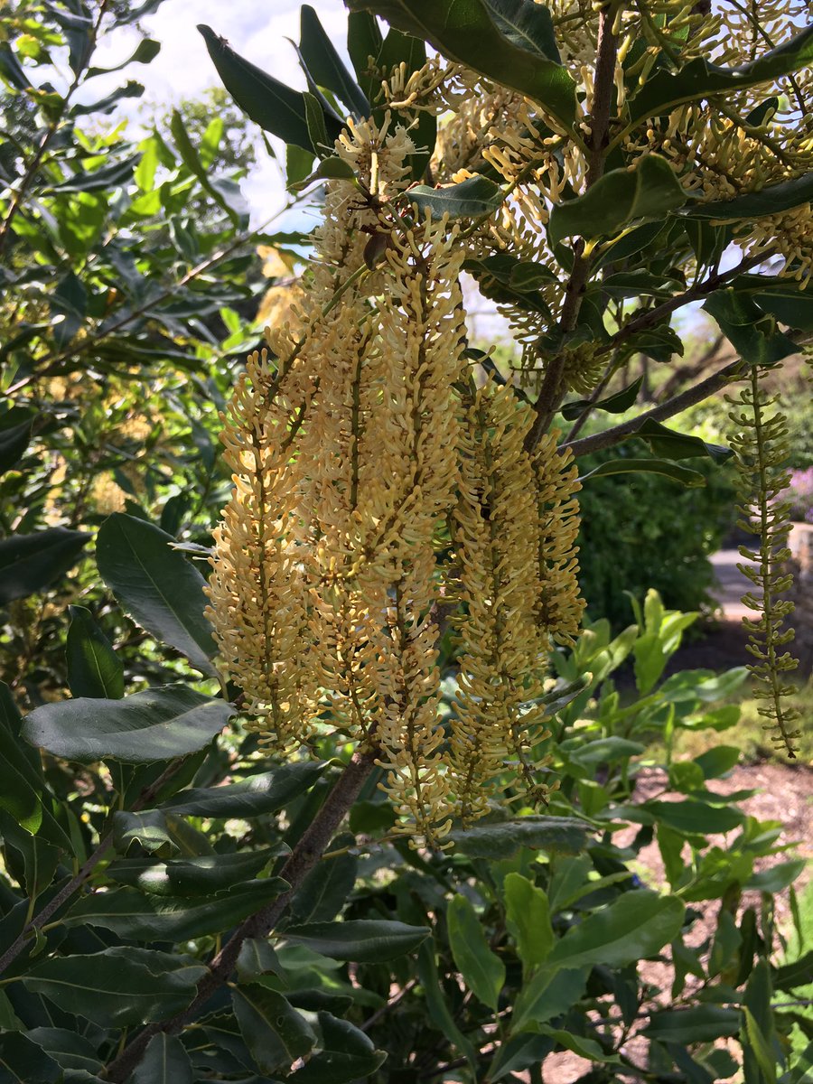 LucyASutherland's tweet image. First time I have ever seen #macadamia flower. Great to see it @BotGardensSA - #cultivar called Macadamia Hidden Valley A4