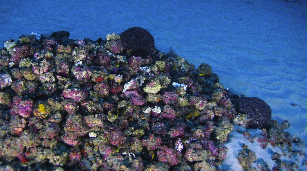 Photos of New Amazon Coral Reef System Released - ow.ly/SKGF30fxoHj