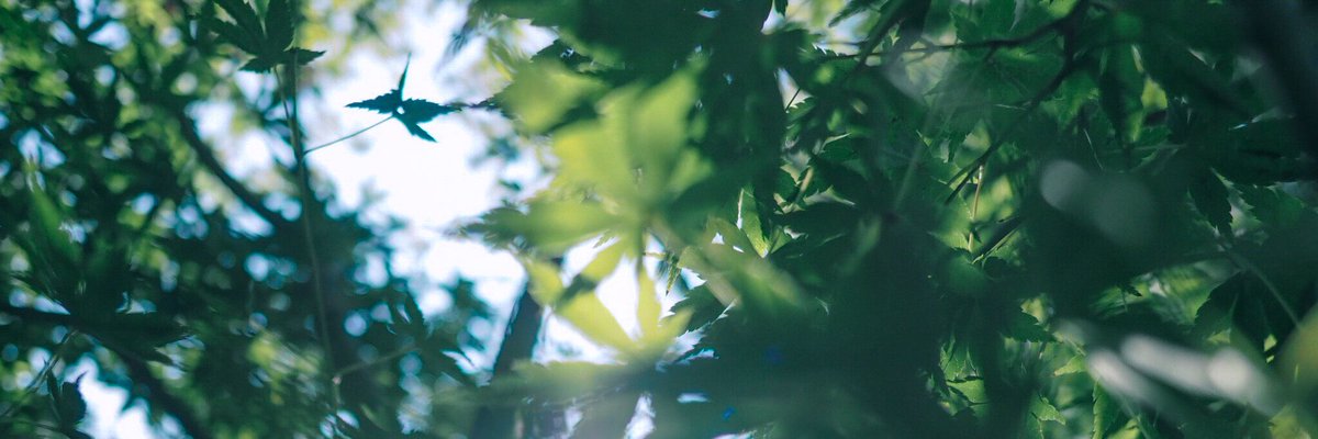 __yoii_to's tweet photo. #フリーヘッダー
.
.
最近写真がたまってきたのと、あまりTwitterに載せなくなったので。
報告等はいらないです。IDの記載もご自由に。🍁 https://t.co/xmyzZ73vUo