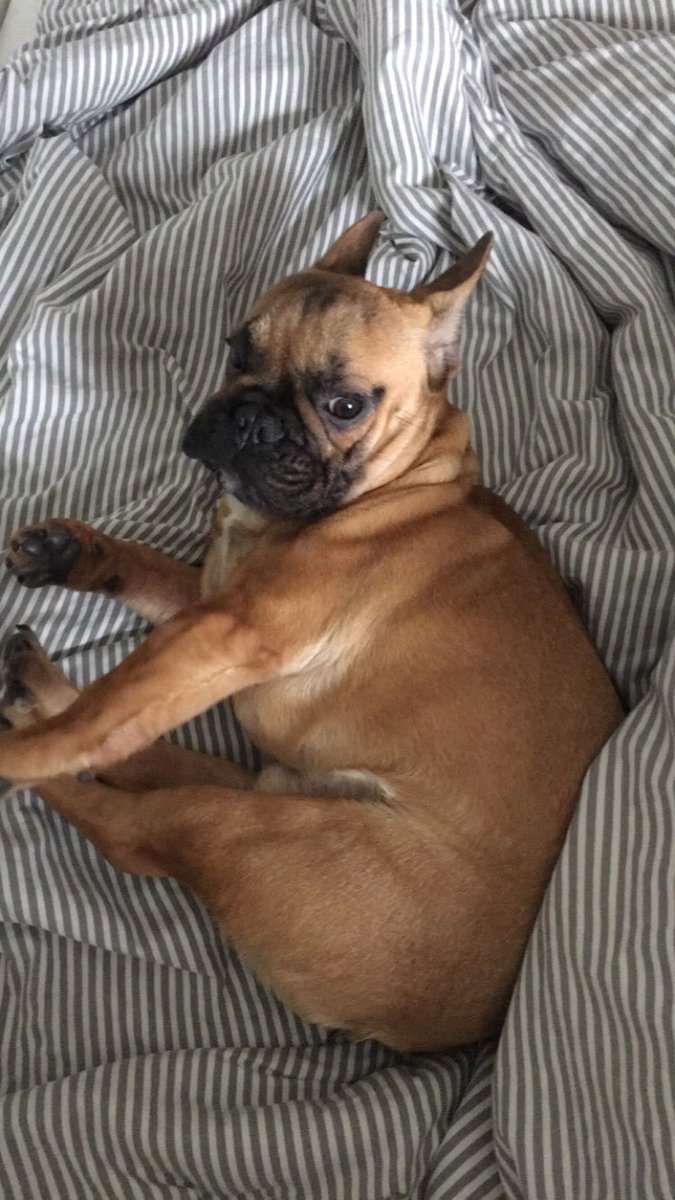 IsabelleHaglund's tweet photo. När larmet ringer på morgonen https://t.co/wkPEV9IO9e