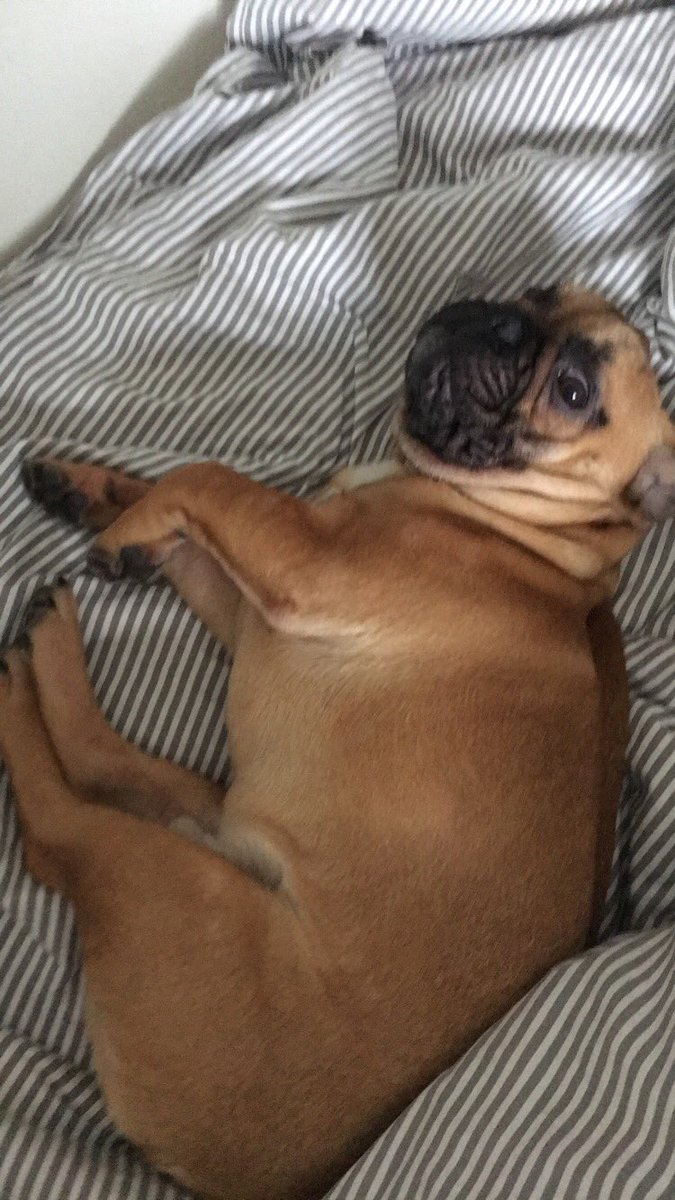IsabelleHaglund's tweet photo. När larmet ringer på morgonen https://t.co/wkPEV9IO9e