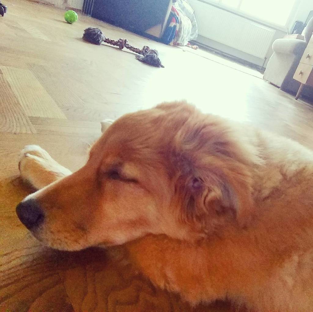 MISSINGMARMITE's tweet photo. Tired out 🐕 #missingmarmite #elvis #mydog #mypuppy #dog #puppylove #puppy #cute #sleepingdogs #cutedogs #dogsofins… https://t.co/8DEAchnr1M https://t.co/yYuVfJfZBb