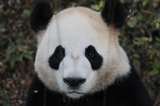 klip7's tweet photo. Imagen oso panda [12-10-17] https://t.co/cUWMZVfNa0 https://t.co/WAL6FerER3