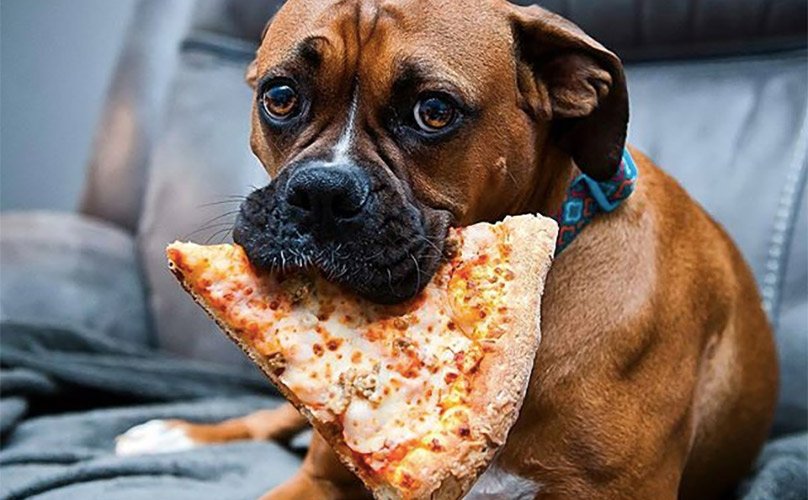 My Pet Store tweet media
