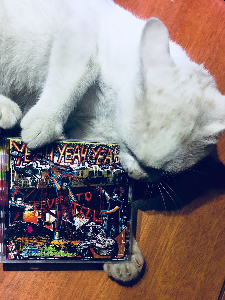 CanddyWarhol's tweet photo. All we got #FeverToTail please never leaves us @YYYs 😻 https://t.co/FKKIjR9wl8