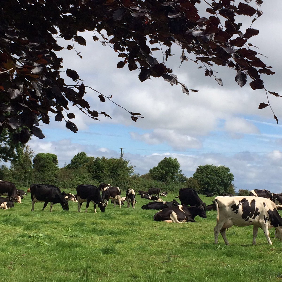 OBriensCheese's tweet photo. We have a busy few weeks ahead, though these ladies at Hazel Cottage Farm are taking it all in their stride! Milk at dawn, 🧀 at dusk! https://t.co/w9HHgifz0U