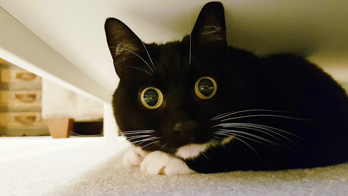 CuriousZelda's tweet photo. Life makes sense under the covfefe table. https://t.co/xaUJv11c5A