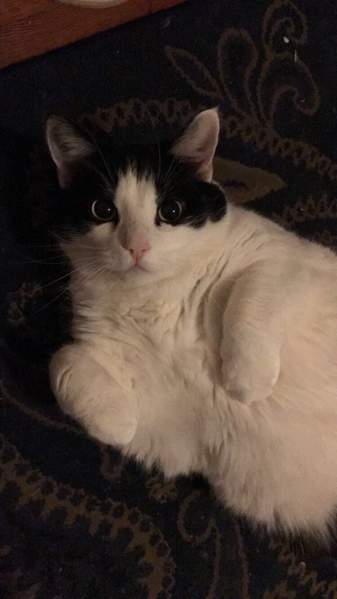 DrunkForgetter's tweet image. [ my cat is cUTER THaN yOuRS—