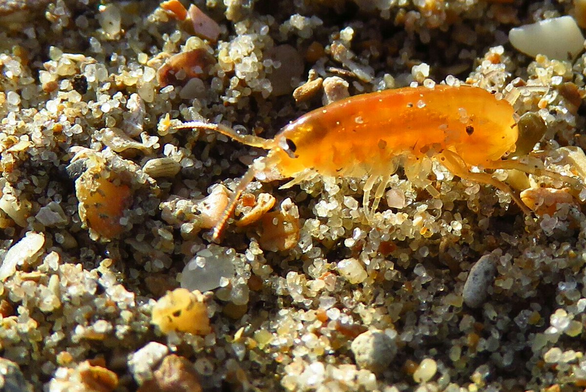BarbaraStock13's tweet photo. Going home
#sandhopper #mymacroworld #BarbaraStockPhoto https://t.co/nFlwMH65G1