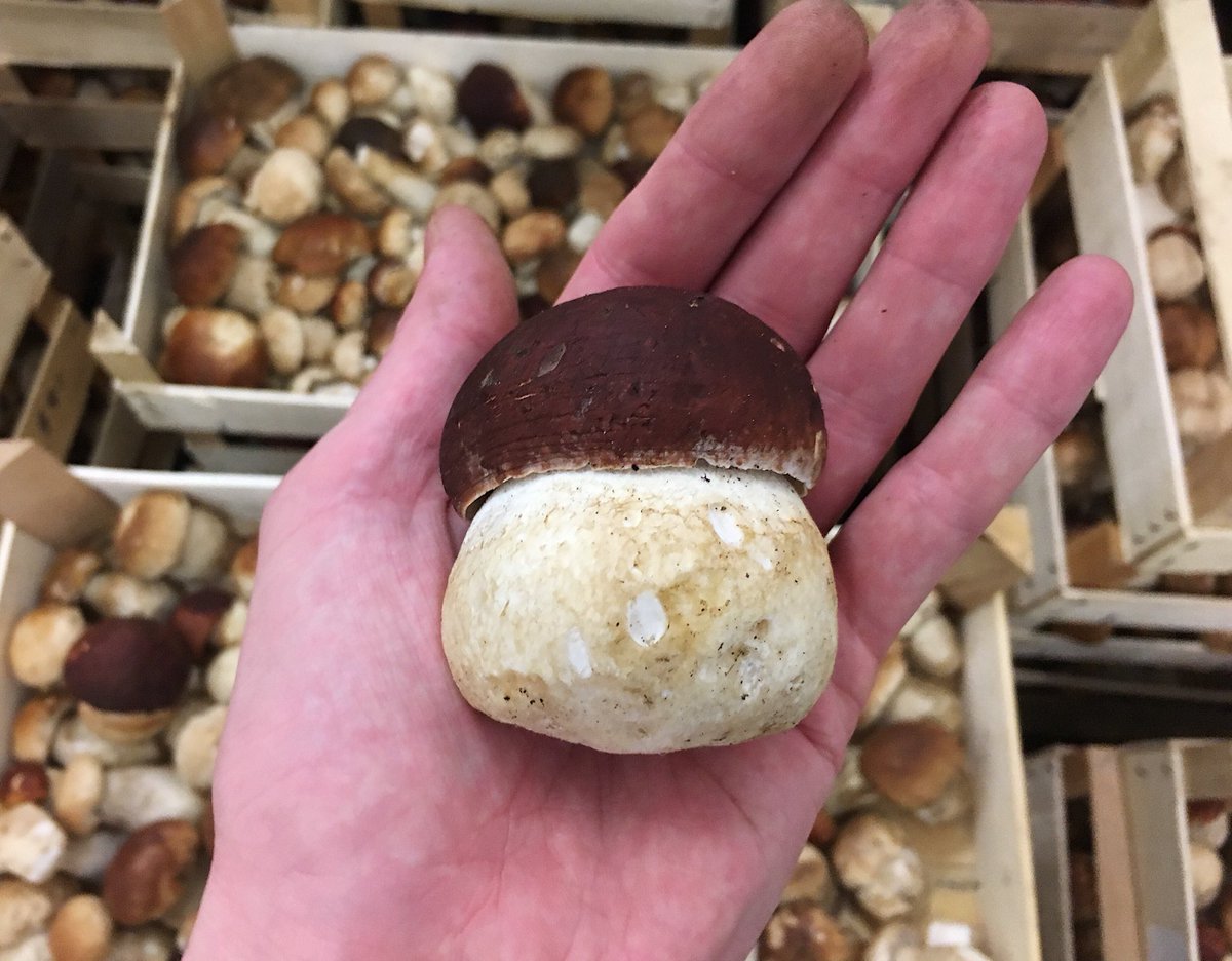 thewildroom's tweet photo. No caption needed... 🤤
.
.
#pinewood #kingbolete #boletuspinophilus #porcini #cep #wildmushroomlove #wild #mushrooms #thewildroom https://t.co/VNnozowHlx