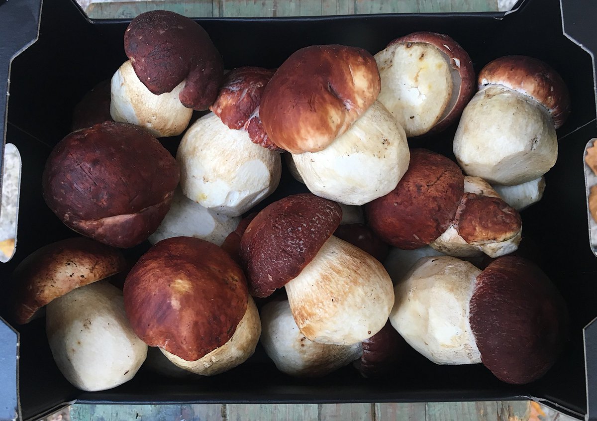 thewildroom's tweet photo. No caption needed... 🤤
.
.
#pinewood #kingbolete #boletuspinophilus #porcini #cep #wildmushroomlove #wild #mushrooms #thewildroom https://t.co/VNnozowHlx