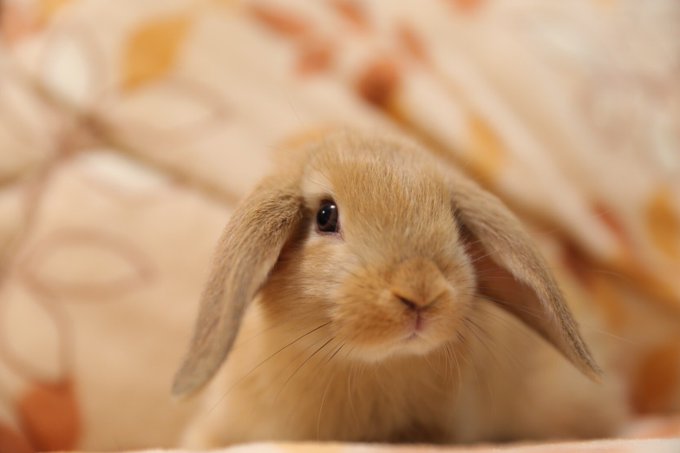 Twitterのコスプレ画像31