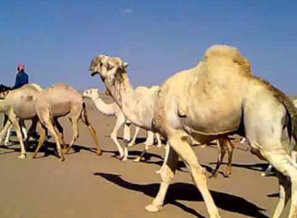 Noormostafaali's tweet photo. چثير هموم اعاين حاسبلها
وانا  لايام   ضيجي  حاسبلها
صفت والذيب اجاها حاس ابلها
راعي البل  غفه  واثر  عليه https://t.co/2mjkbRy1y3