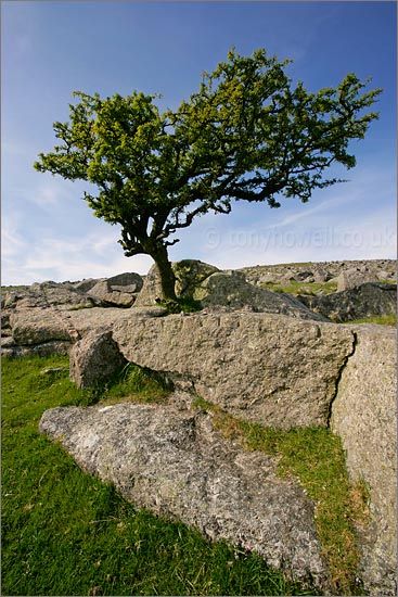 HerbaliciousUk's tweet photo. #folklorethursday More #TreeFolklore In Ireland a single Hawthorn tree is believed to be a Faerie tree, a gateway to another world #faeries https://t.co/bGTqGfSV69