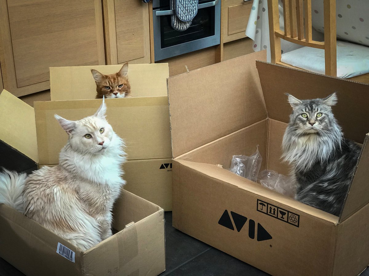 Sarah_Medway_'s tweet image. Another reason to buy new kit... #Avid @Avid #iphone #catsinboxes #mainecoon