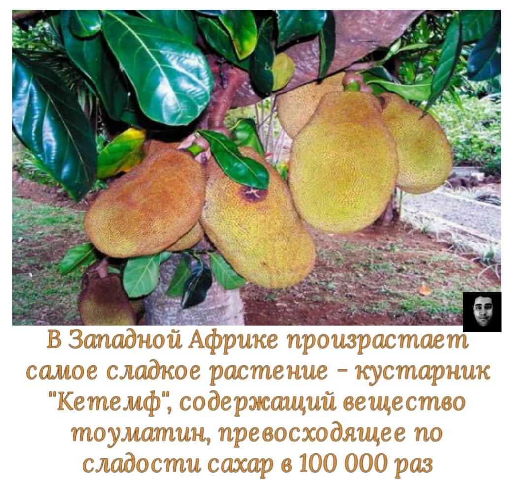Самое сладкое вещество в мире изображения Самое сладкое вещество в мире изоражения
