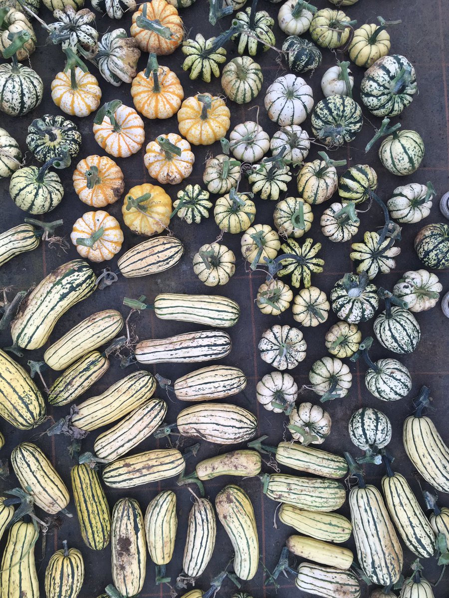 FarmShopOrganic's tweet photo. Three tonnes of squash harvested today. Delicata, Crown Prince, Orange &amp; Orange Hokkaido, Butternut, Sweet Lightening, Pumpkins.... https://t.co/4fg0iOUHLs