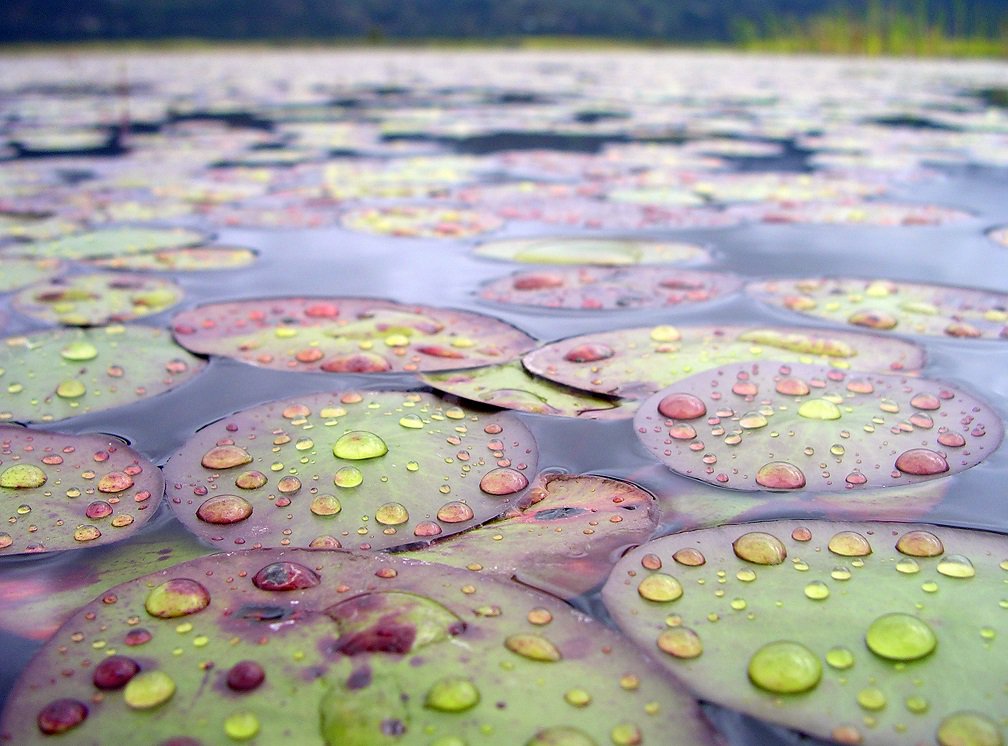 Help us showcase the benefits that wetland conservation provides to society ducks.ca/vote-for-foxbo… #nature #biodiversity #climatechange