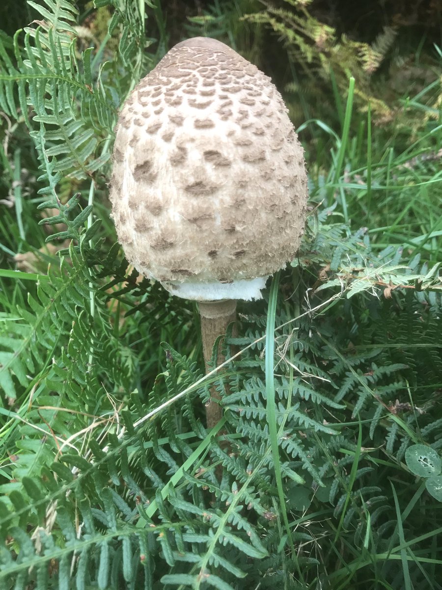Goodlifeish's tweet image. Had a thoroughly enjoyable walk around @BradgatePark yesterday. Loads of interesting mushrooms!!