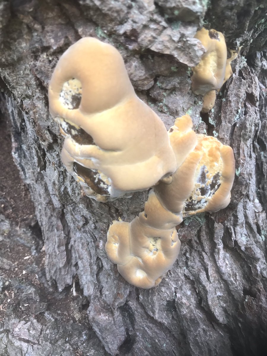 Goodlifeish's tweet image. Had a thoroughly enjoyable walk around @BradgatePark yesterday. Loads of interesting mushrooms!!