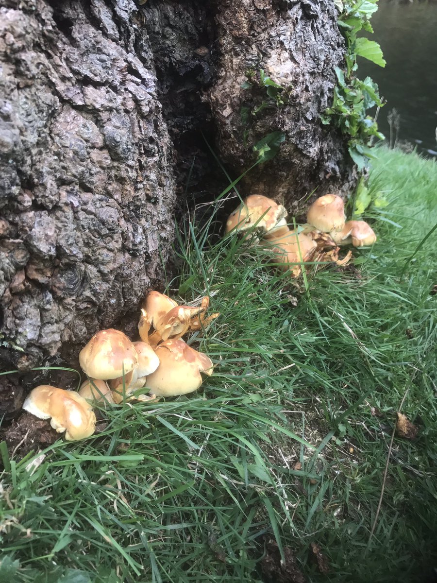 Goodlifeish's tweet image. Had a thoroughly enjoyable walk around @BradgatePark yesterday. Loads of interesting mushrooms!!