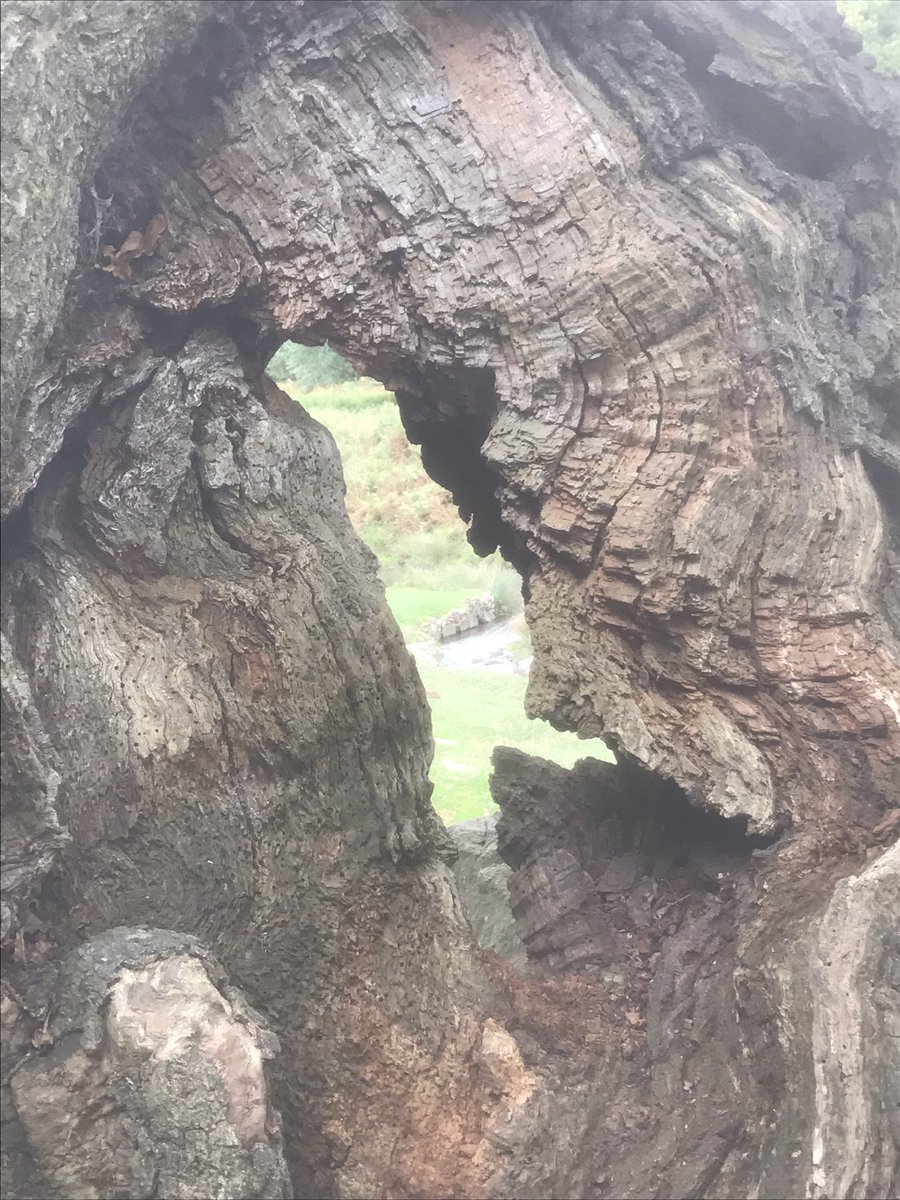 Goodlifeish's tweet image. Had a thoroughly enjoyable walk around @BradgatePark yesterday. Loads of interesting mushrooms!!