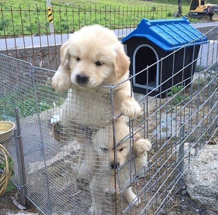 apicsvideos's tweet photo. Prison Break 😂 https://t.co/gO6kNETsAh