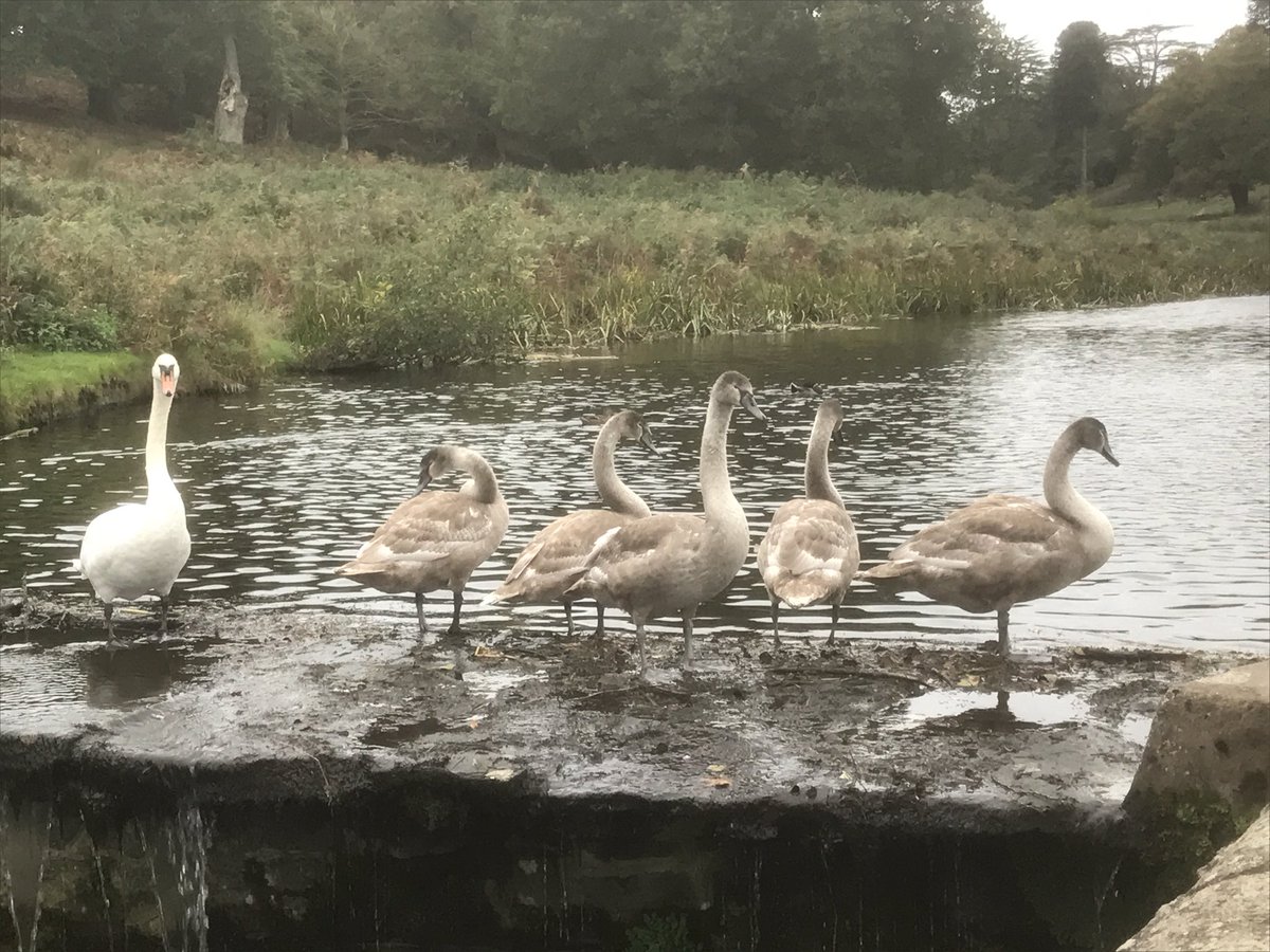 Goodlifeish's tweet image. Had a thoroughly enjoyable walk around @BradgatePark yesterday. Loads of interesting mushrooms!!