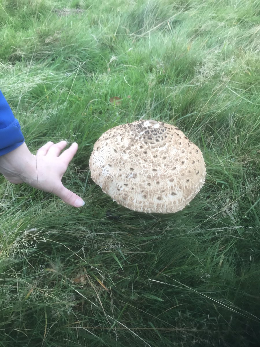 Goodlifeish's tweet image. Had a thoroughly enjoyable walk around @BradgatePark yesterday. Loads of interesting mushrooms!!