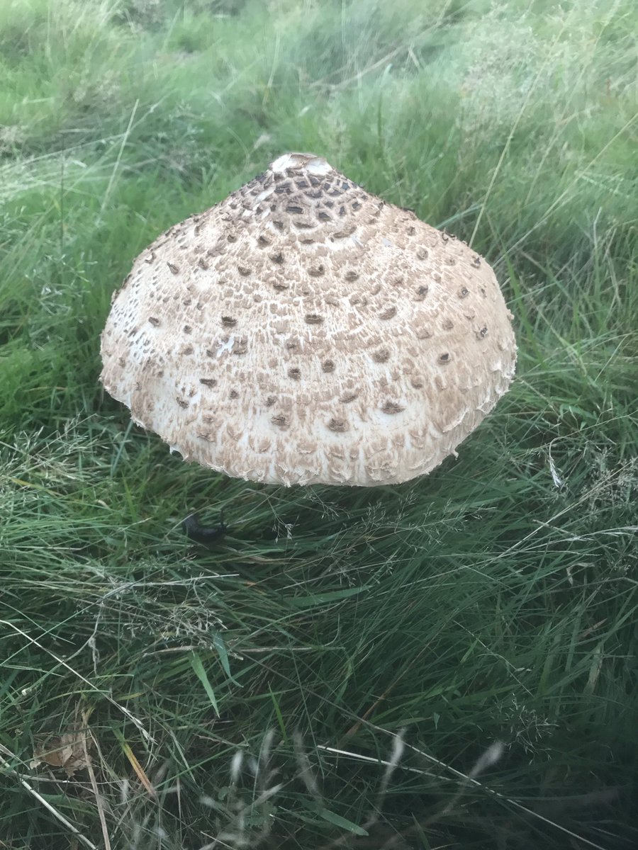 Goodlifeish's tweet image. Had a thoroughly enjoyable walk around @BradgatePark yesterday. Loads of interesting mushrooms!!