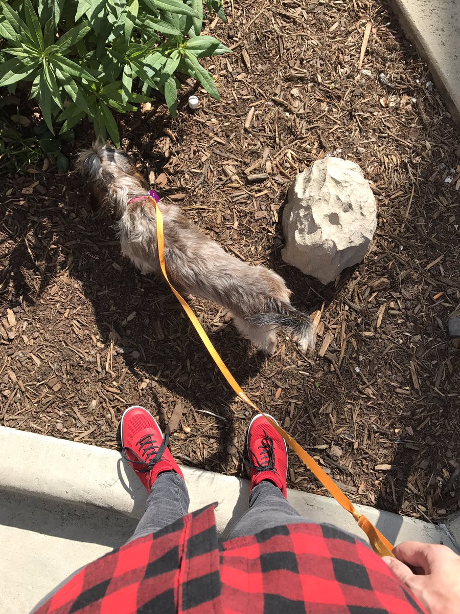 johnwylie's tweet photo. My dog is the coolest 🐶😎 https://t.co/6SntkgN0vW