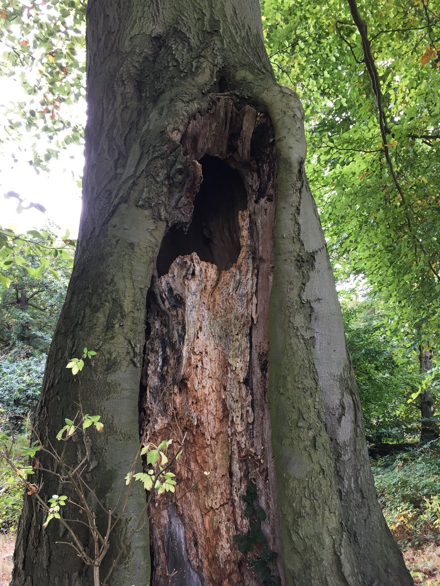 Bear_env's tweet photo. Roosting owl opportunity in this beech tree #owl https://t.co/TKyngQAGsm