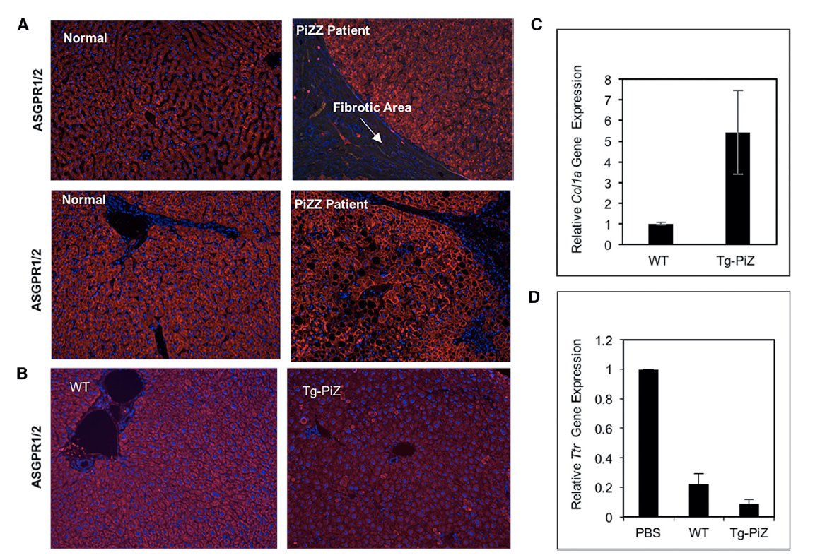 Oligonucleotide Therapeutics Society on Twitter "GalNAcsiRNA