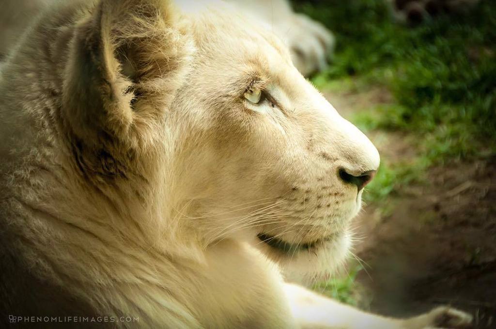 PLIworld's tweet photo. #tbt The Ivory King - one of the white lion cubs at the #torontozoo back in June 2012 #whitelion #lion #cubs #zoo … https://t.co/n2PirxS4y7 https://t.co/nNwVJgCNXr