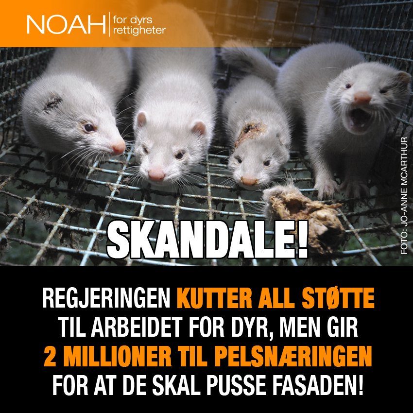 Skandaløst av <a href="/regjeringen/">Regjeringen</a> å kutte all støtte til arbeidet for dyr, og samtidig bruke 2 mill. på å pusse opp fasaden til pelsbransjen!