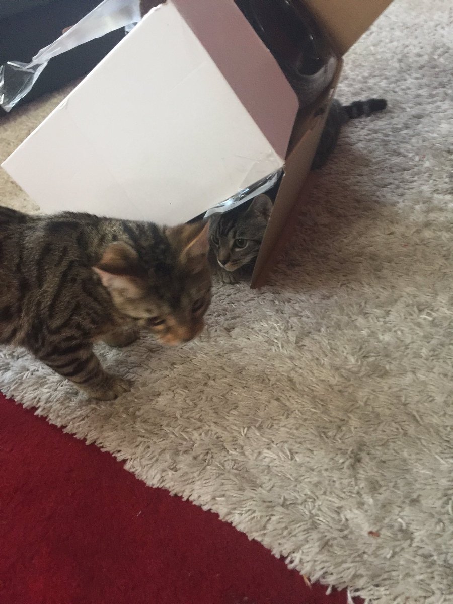 RiccoAndRickon's tweet photo. You'll never be able to find me here bro!! 💕😸🐾 #hideandseek  #brothersplaying #bengalcats #riccoandrickon #cuteness https://t.co/nYOhTuu7Pj