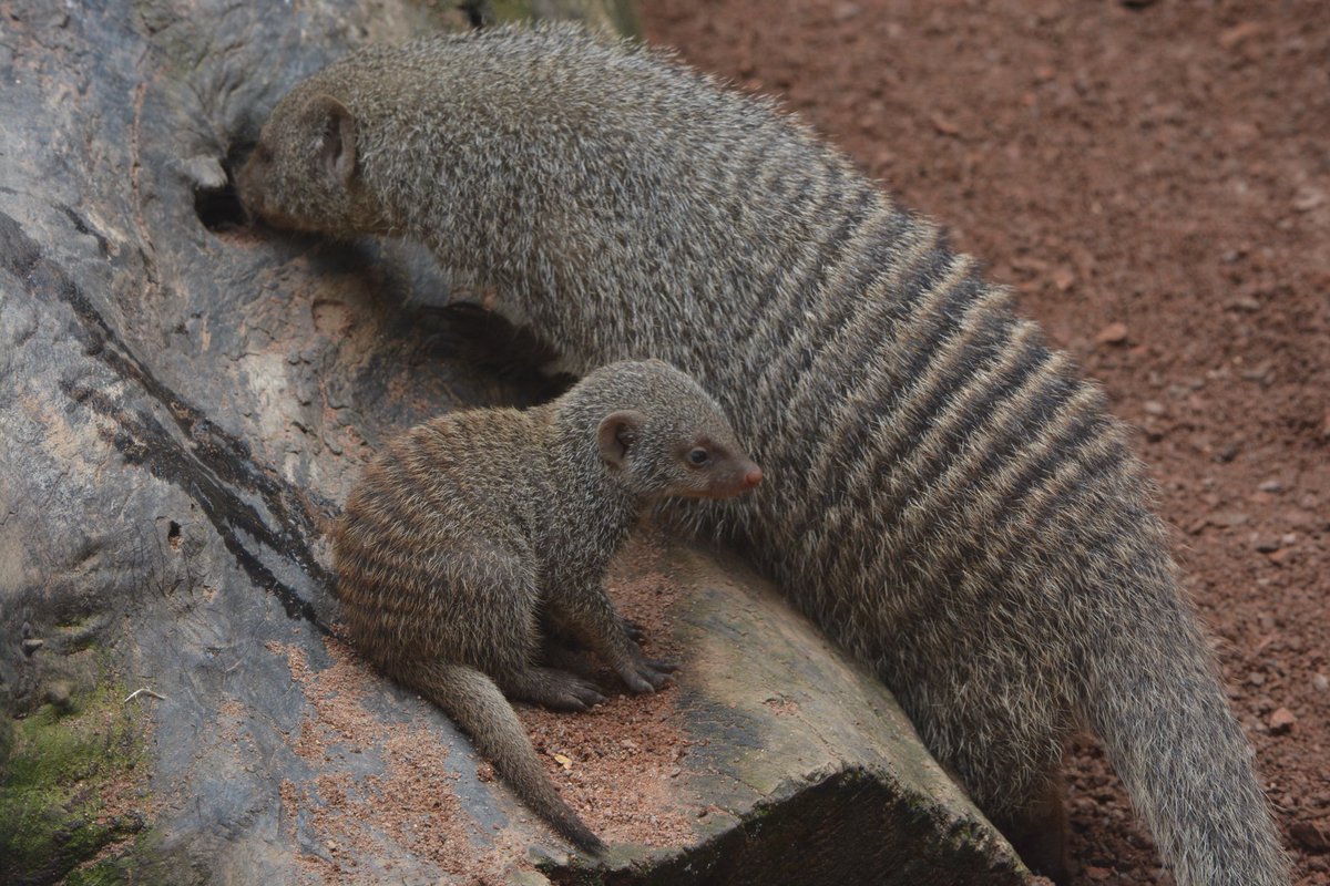 Fort Wayne Kids Zoo Our New Baby Mongoose Is Out Exploring With Mom Still Nameless But Looking Awfully Cute