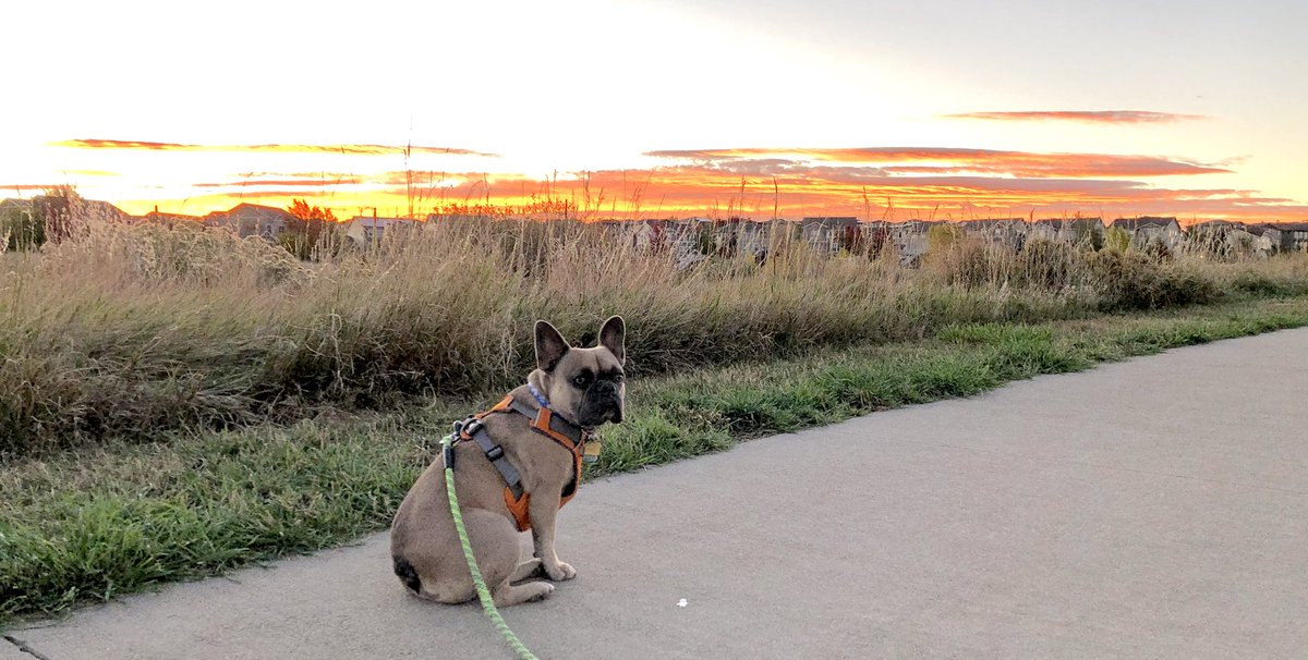 jkphotogs's tweet photo. Sunrise Keaton and I ❤️🐾 #fenchies #COdohs https://t.co/PpfYQt5jP8