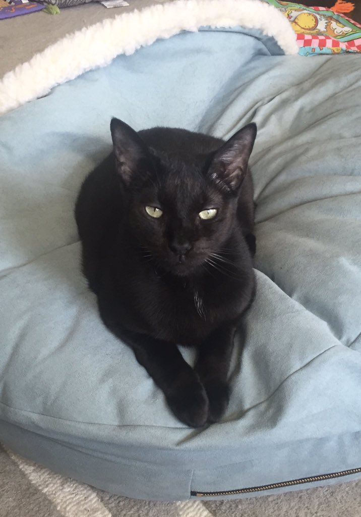 lititzlady's tweet photo. @ColeTheBlackCat Bagheera Baloo says hi as he takes possession of his sister's dog bed! #blackcatawarenessmonth https://t.co/HttE3zMErl