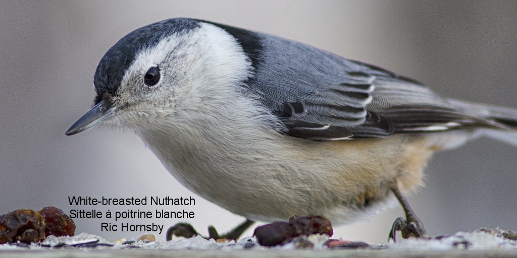 BirdsCanada's tweet photo. #MediaRelease: Project FeederWatch celebrates 30 years of fun &amp; science! https://t.co/WgrgAk392h #birds #CitSci @PFWCanada  @CornellBirds https://t.co/NwaLE0HLVm